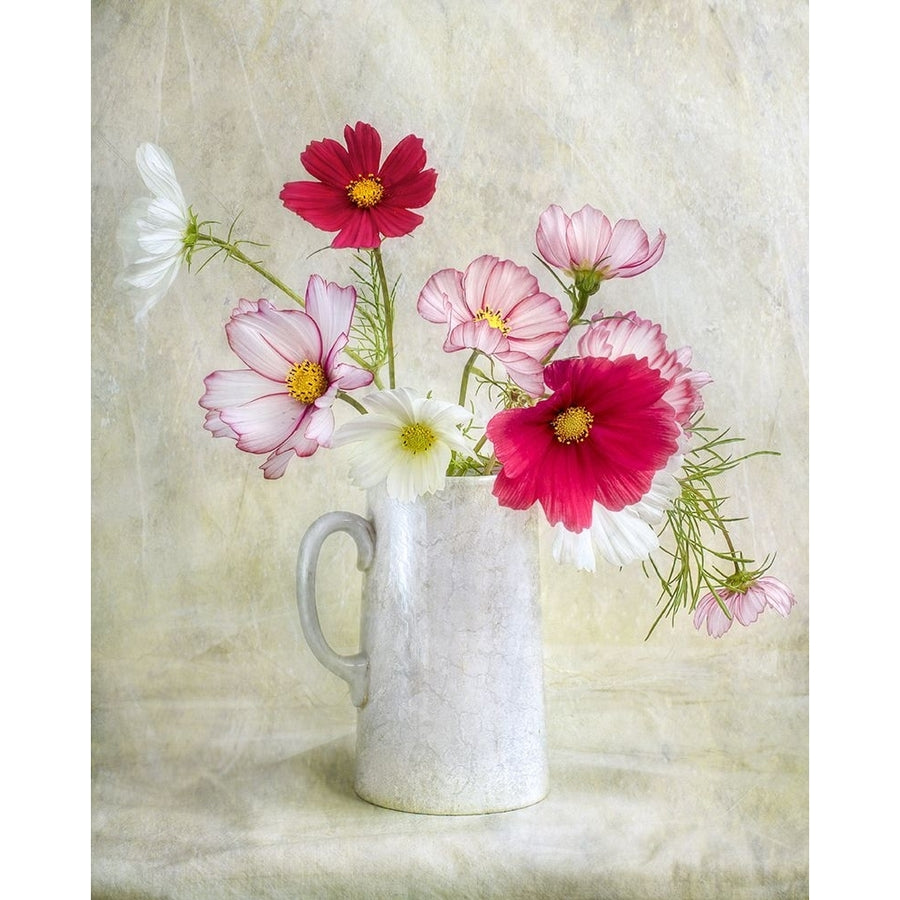 Cosmos Carnival Poster Print - Mandy Disher-VARPDX48306 Image 1