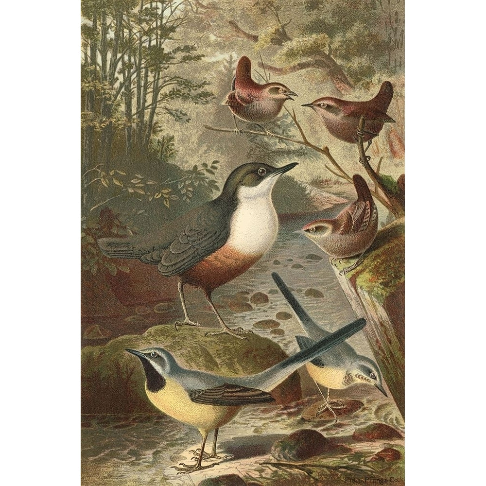 Wagtails and Wrens Poster Print - unknown-VARPDX48387D Image 1