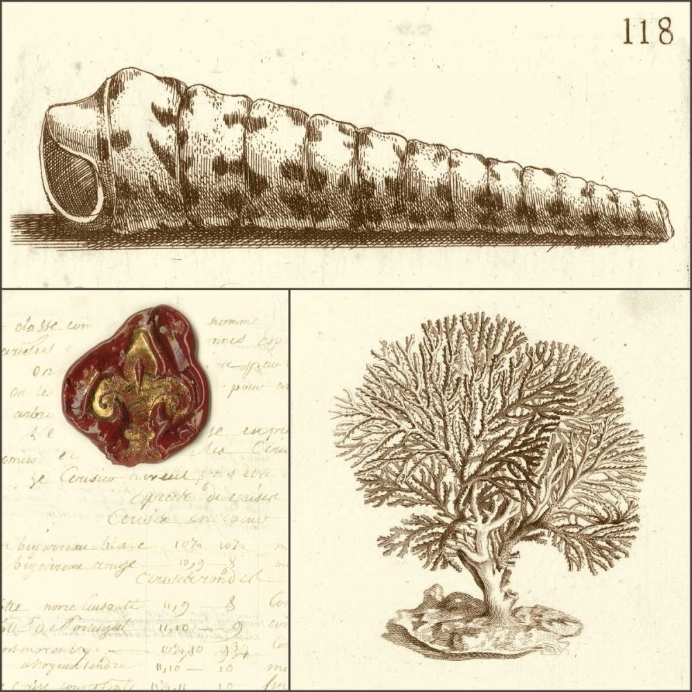 Shell Classification I Poster Print - Studio Vision-VARPDX48383D Image 1