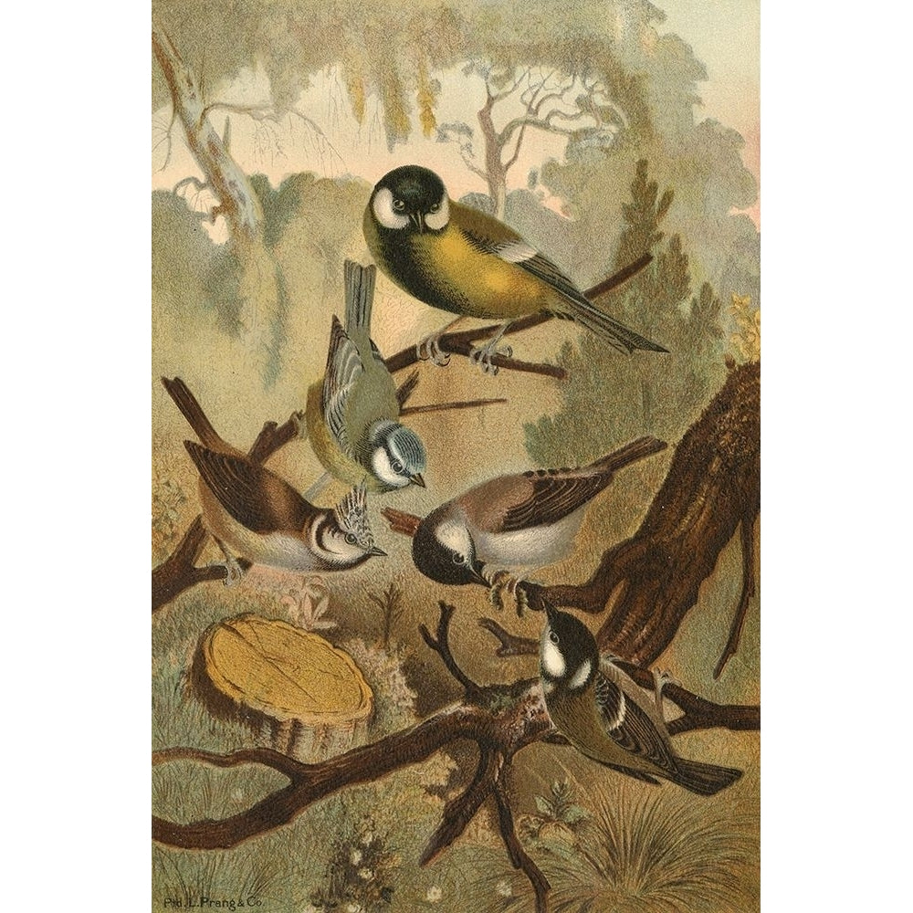 Titmice Poster Print - unknown-VARPDX48390D Image 1