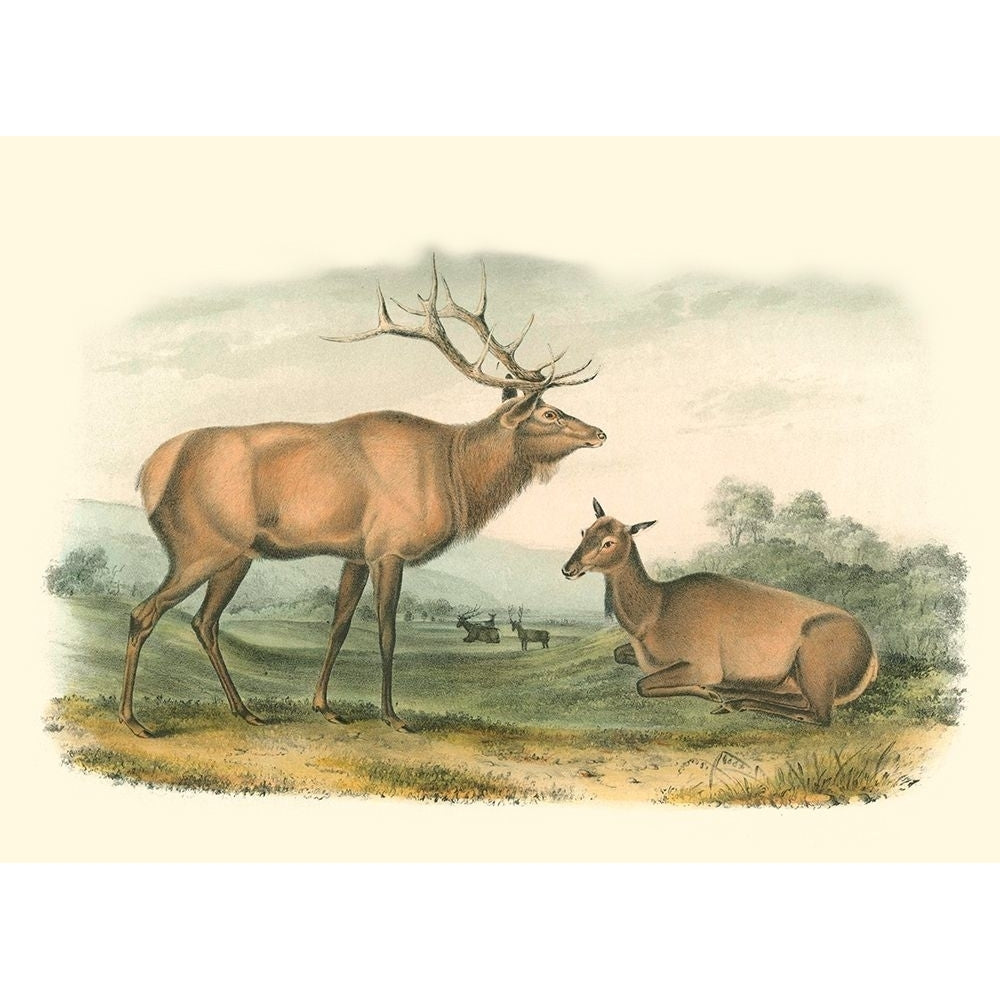 American Elk and Deer Poster Print - John James Audubon-VARPDX48410D Image 1