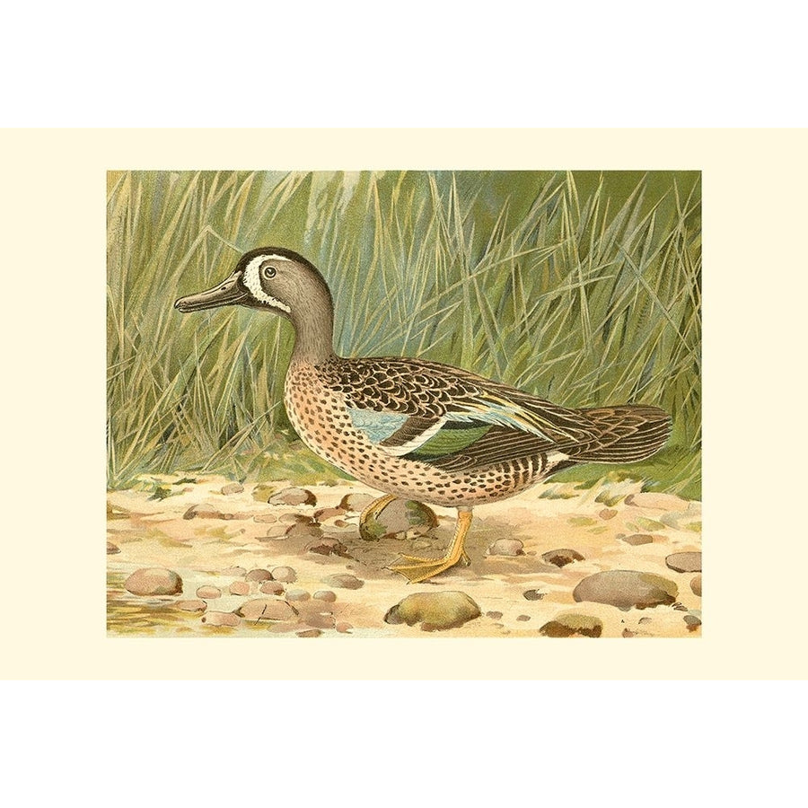 Blue-wing Teal Poster Print - Ridgeway-VARPDX48392D Image 1