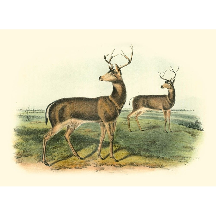 Columbian Black-tailed Deer Poster Print - John James Audubon-VARPDX48409D Image 1