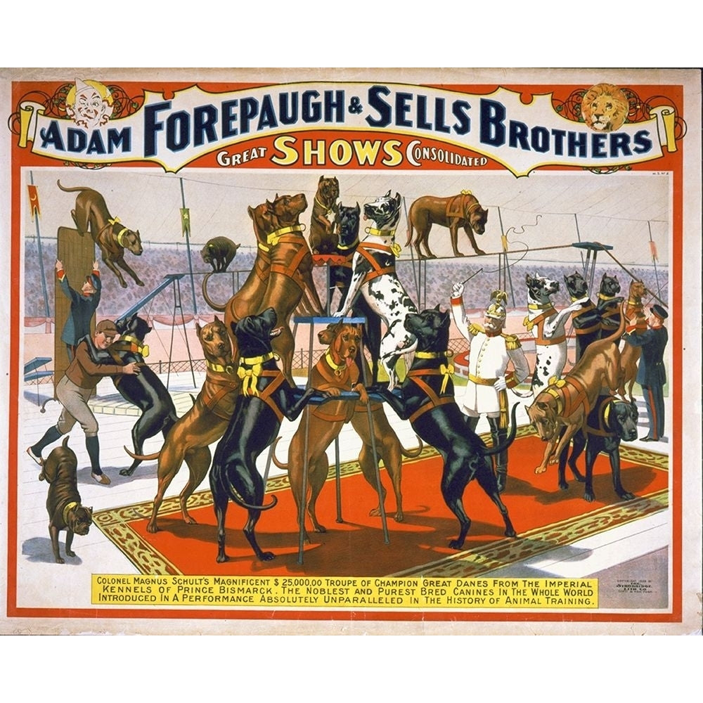 Adam Forepaugh And Sells Brothers Champion Great Danes Poster Print by Hollywood Photo Archive Hollywood Photo Image 1