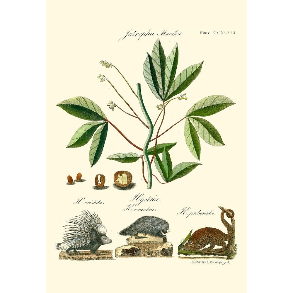 Naturalist Study I Poster Print - A. Bell-VARPDX48445D Image 1