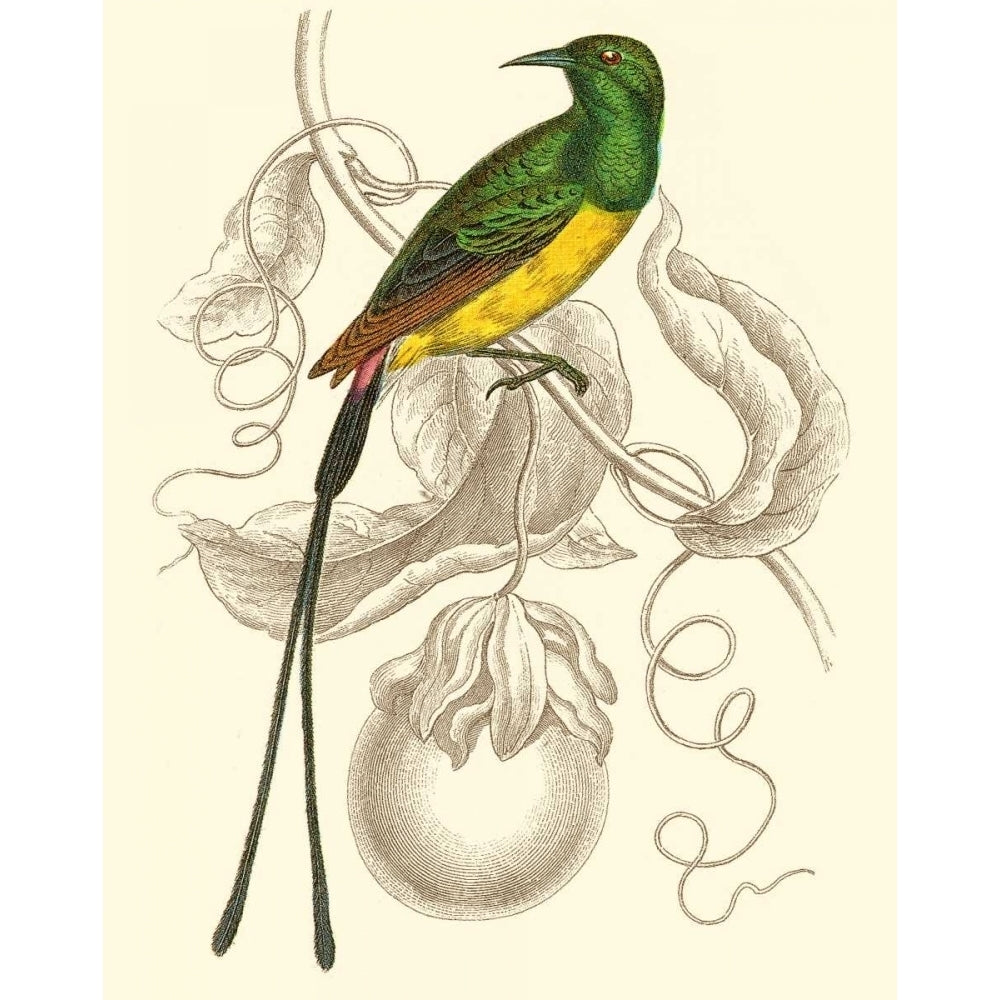 Jardine Hummingbird I Poster Print - Sir William Jardine-VARPDX48447D Image 1