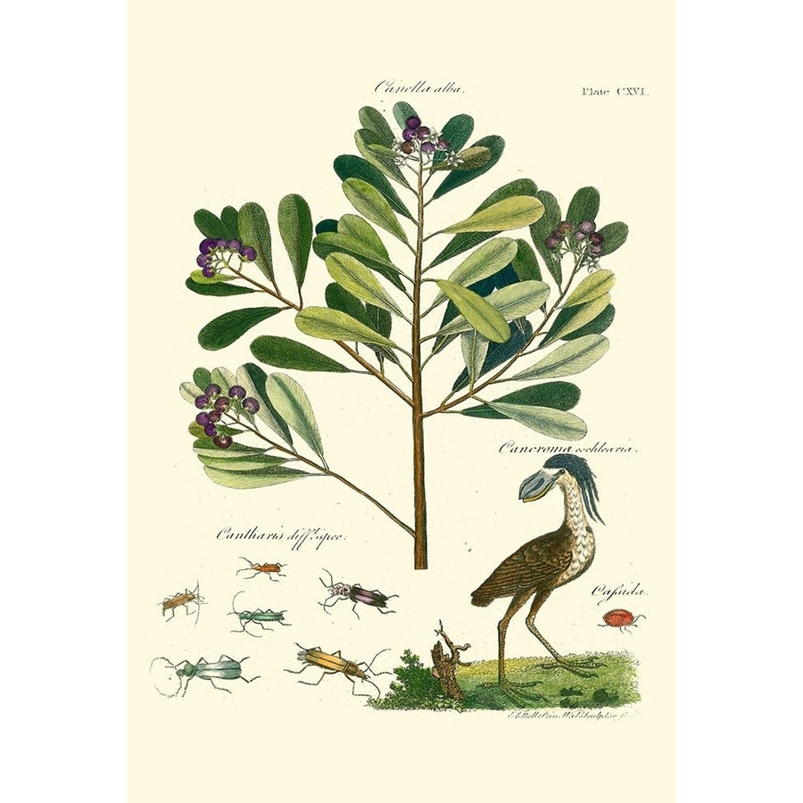 Naturalist Study II Poster Print - A. Bell-VARPDX48446D Image 1