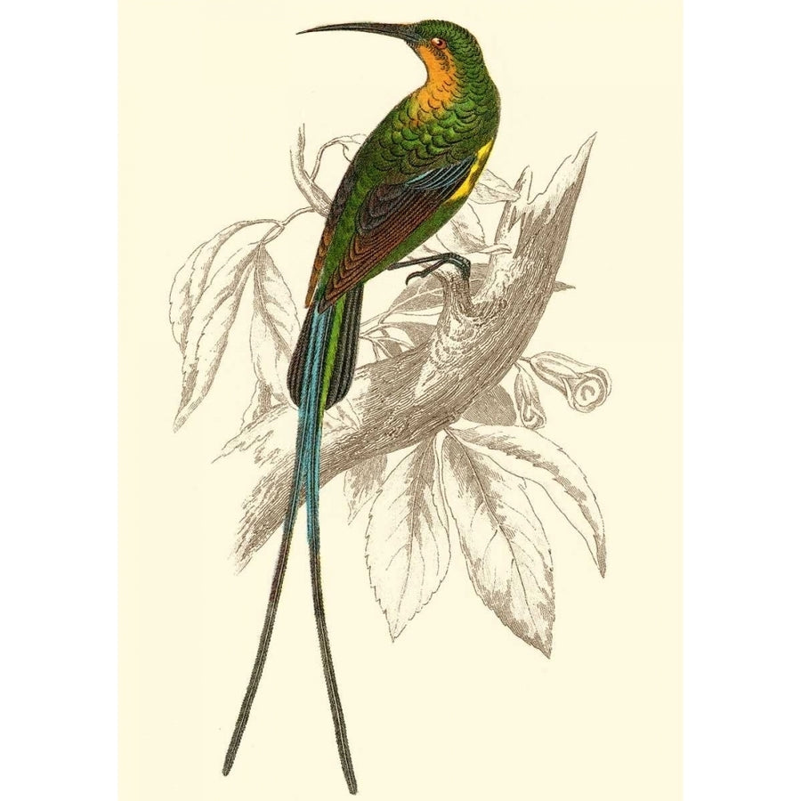 Jardine Hummingbird V Poster Print - Sir William Jardine-VARPDX48451D Image 1