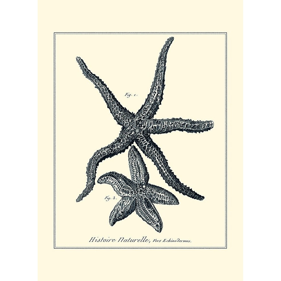 Indigo Starfish I Poster Print - Denis Diderot-VARPDX48501D Image 1