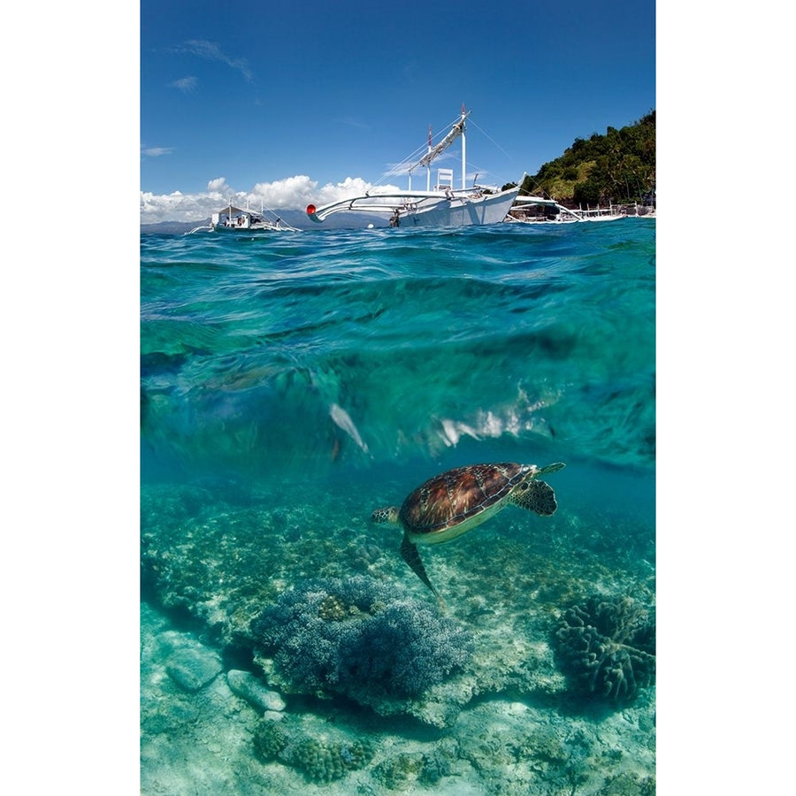 Dive To Philippines Poster Print - Andrey Narchuk-VARPDX48668 Image 1