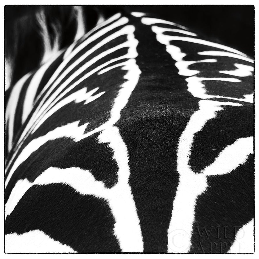 Zebra V Poster Print by Debra Van Swearingen-VARPDX48737 Image 1