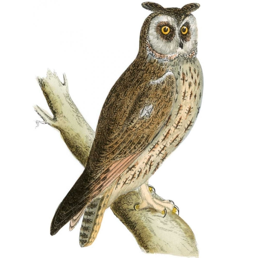 Morris Long Eared Owl Poster Print - Morris-VARPDX48737D Image 1