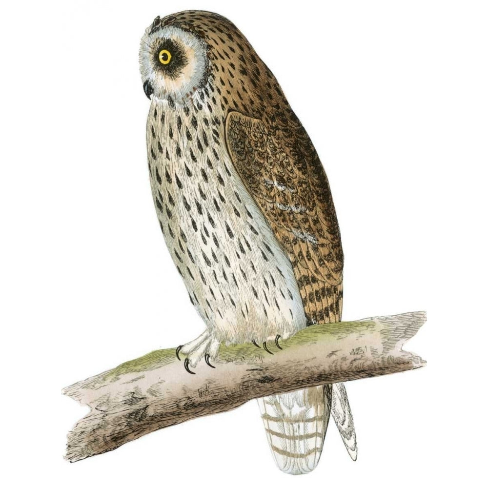 Morris Short Eared Owl Poster Print - Morris-VARPDX48738D Image 1