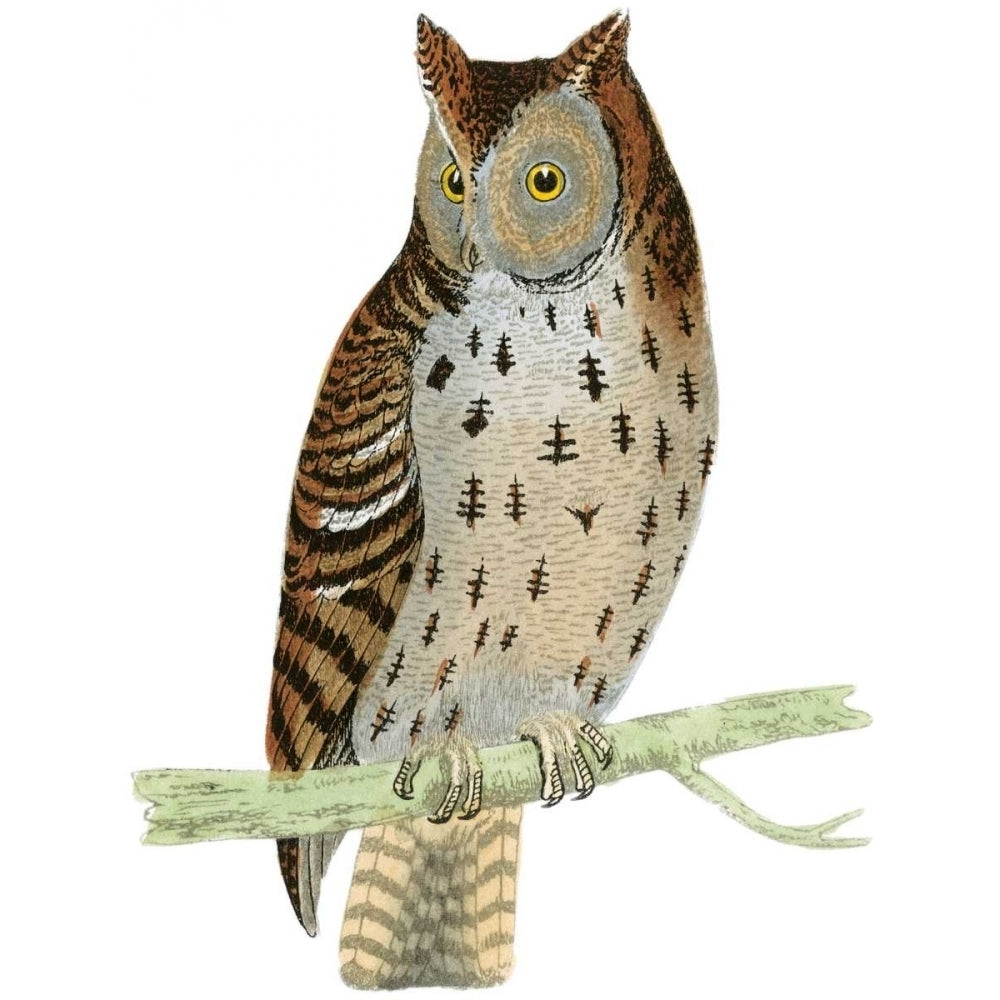 Morris Mottled Owl Poster Print - Morris-VARPDX48739D Image 1