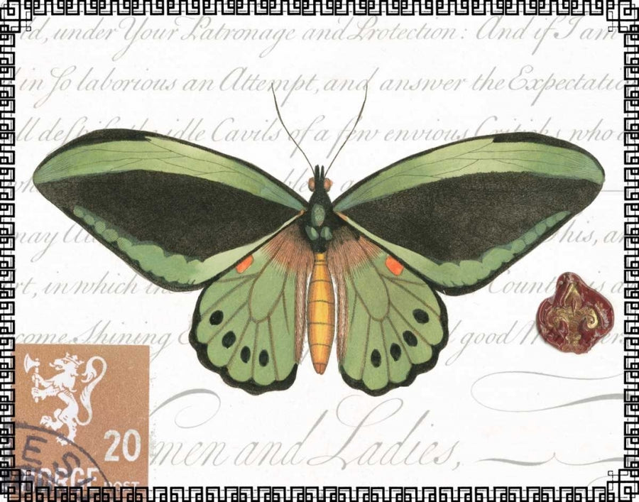 Butterfly Prose II Poster Print - Studio Vision-VARPDX48804D Image 1