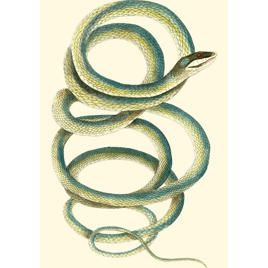 Vibrant Snake II Poster Print - Frederick P. Nodder-VARPDX48828D Image 1