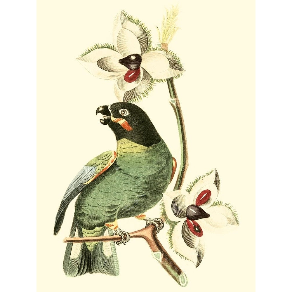 Cuvier Exotic Birds III Poster Print - Georges Cuvier-VARPDX48843D Image 1