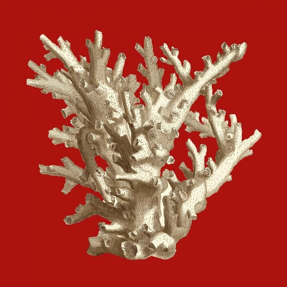 Small Coral on Red I Poster Print - Studio Vision-VARPDX48919D Image 1