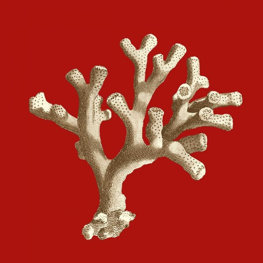 Small Coral on Red II Poster Print - Studio Vision-VARPDX48920D Image 1