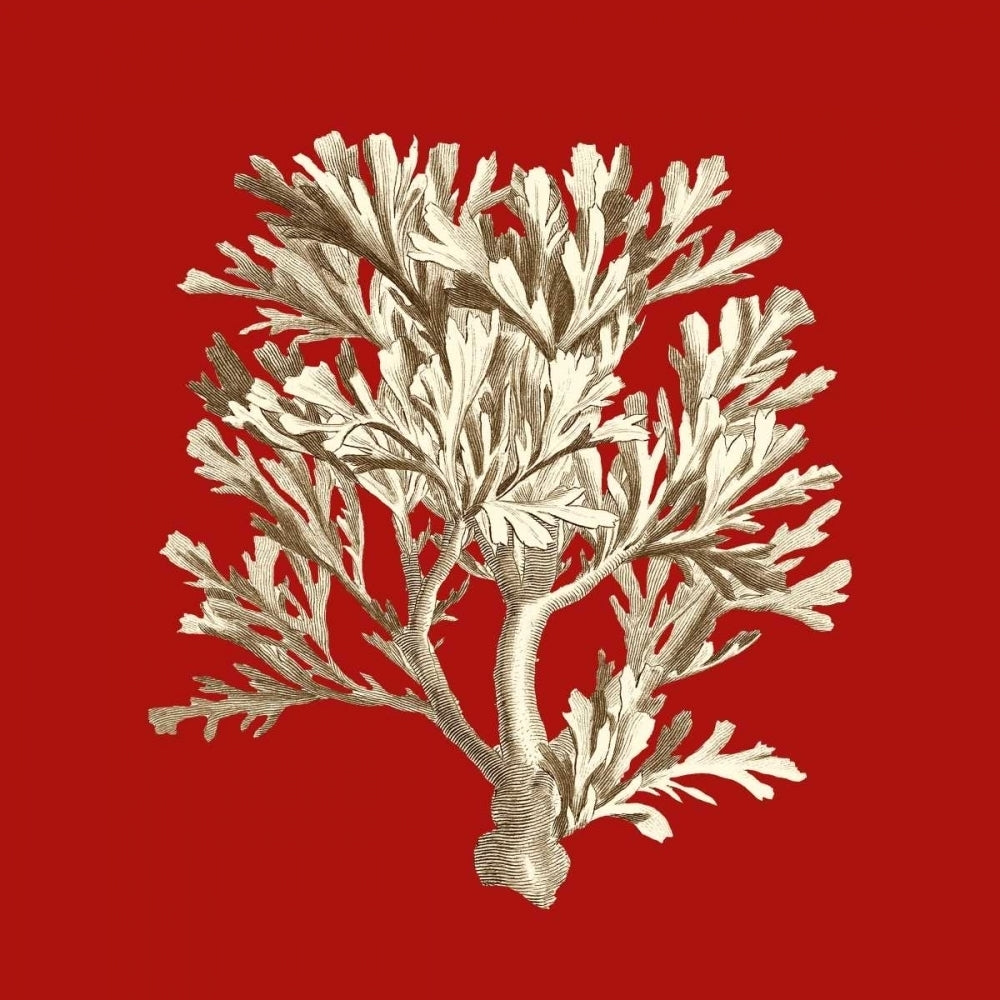 Small Coral on Red IV Poster Print - Studio Vision-VARPDX48922D Image 1