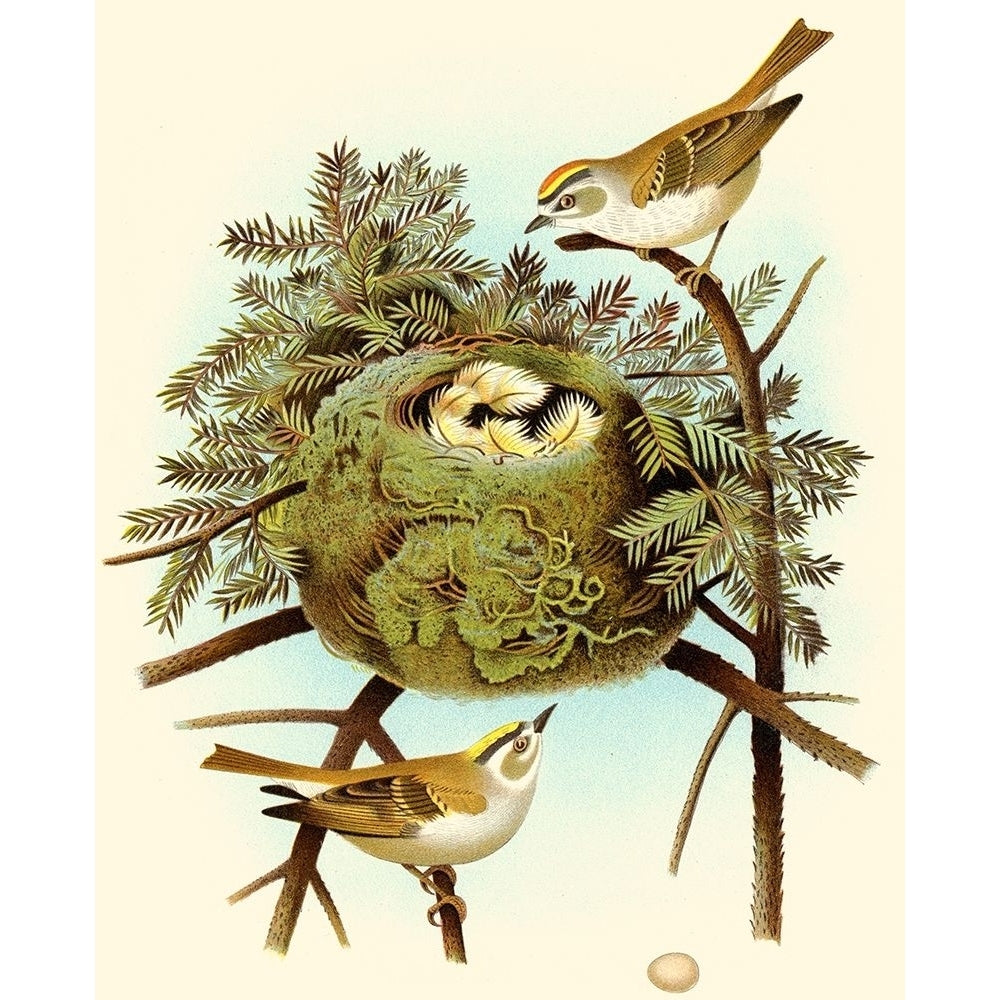 Feathering Nest III Poster Print - Unknown-VARPDX49051D Image 1