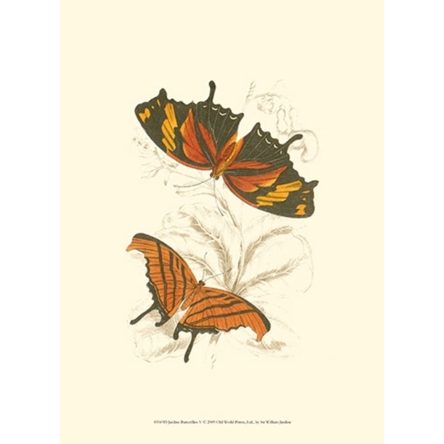 Jardine Butterflies V Poster Print - Sir William Jardine-VARPDX49169D Image 1