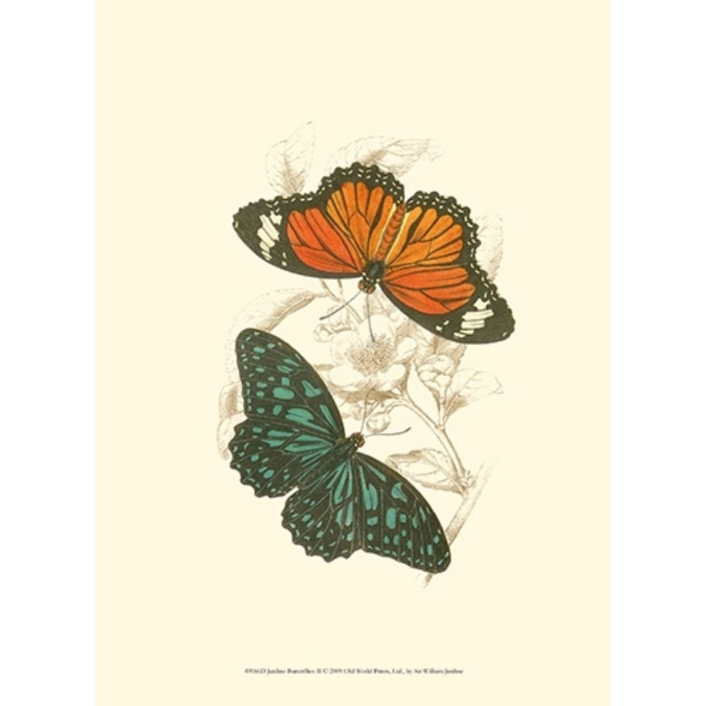 Jardine Butterflies II Poster Print - Sir William Jardine-VARPDX49166D Image 1