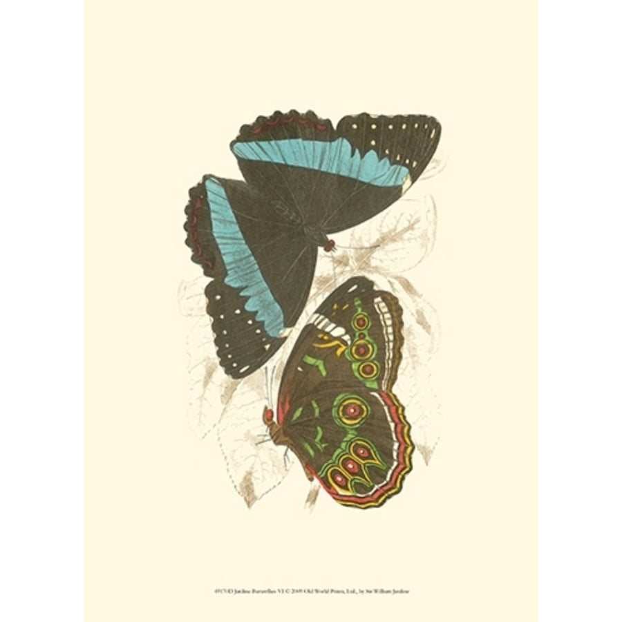 Jardine Butterflies VI Poster Print - Sir William Jardine-VARPDX49170D Image 1