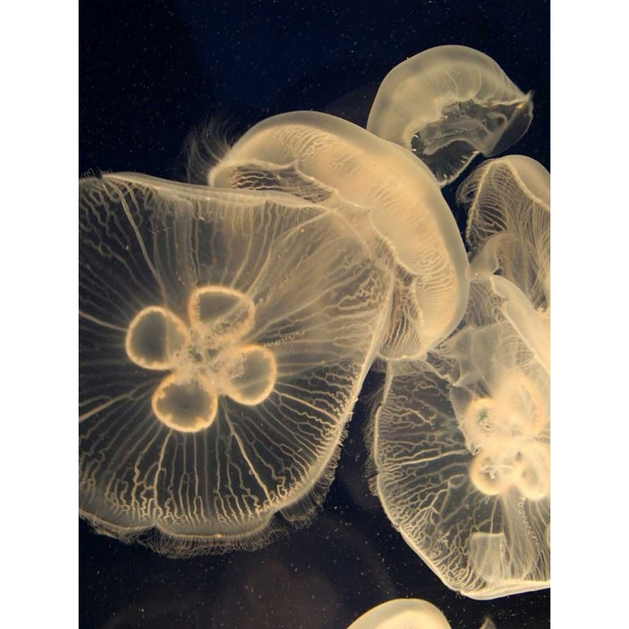 Graphic Jellyfish I Poster Print - Studio Vision-VARPDX49423D Image 1