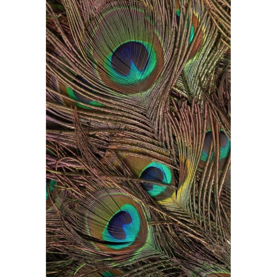 Peacock Feathers IV Poster Print - Studio Vision-VARPDX49428D Image 1