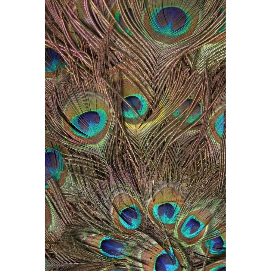 Peacock Feathers III Poster Print - Studio Vision-VARPDX49427D Image 1