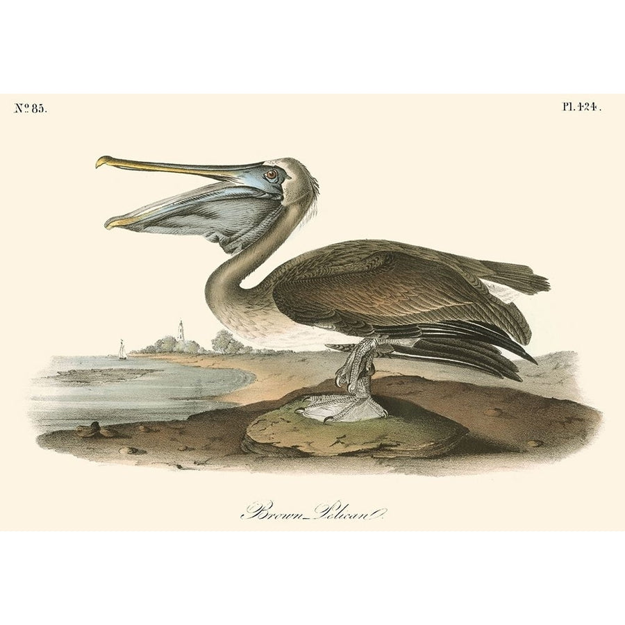 Brown Pelican Poster Print - John James Audubon-VARPDX49455D Image 1