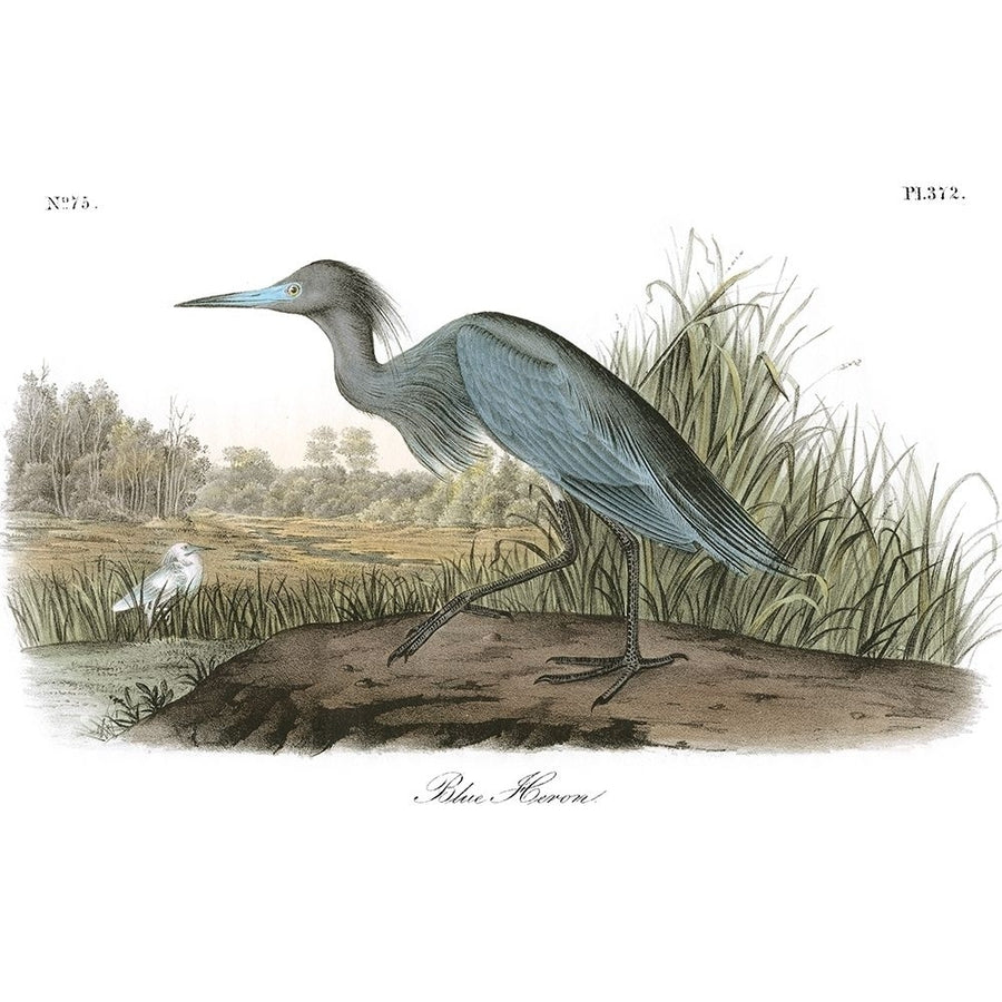 Blue Heron Poster Print - John James Audubon-VARPDX49457D Image 1