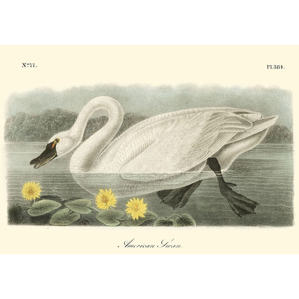 American Swan Poster Print - John James Audubon-VARPDX49454D Image 1