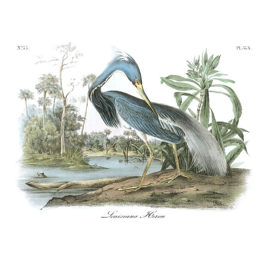 Louisiana Heron Poster Print - John James Audubon-VARPDX49456D Image 1