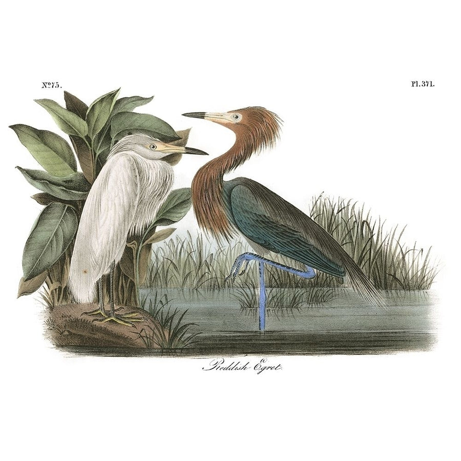 Reddish Egret Poster Print - John James Audubon-VARPDX49458D Image 1