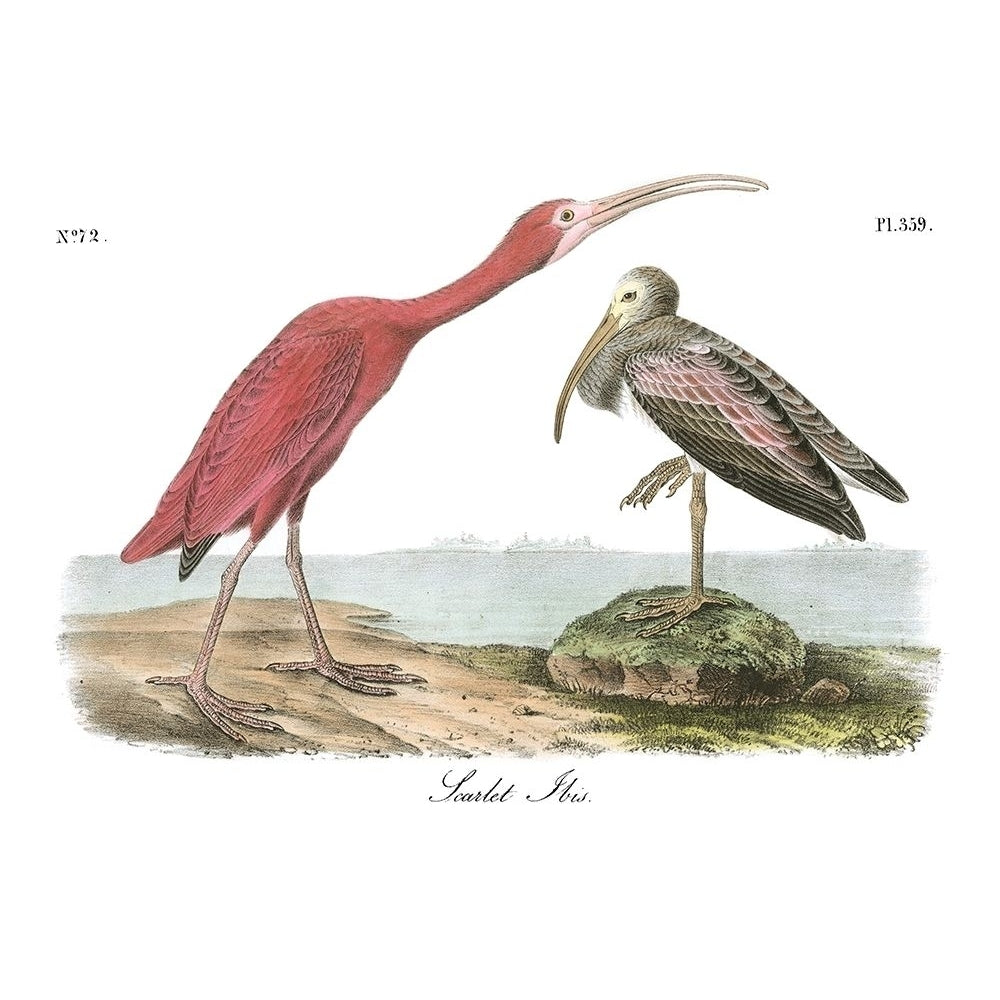 Scarlet Ibis Poster Print - John James Audubon-VARPDX49460D Image 1