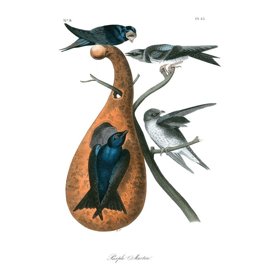 Purple Martin Poster Print - John James Audubon-VARPDX49464D Image 1