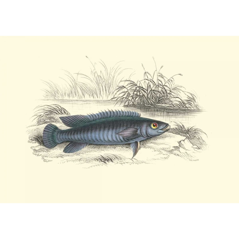 Lizars Game Fish III Poster Print - W.H. Lizars-VARPDX49476D Image 1