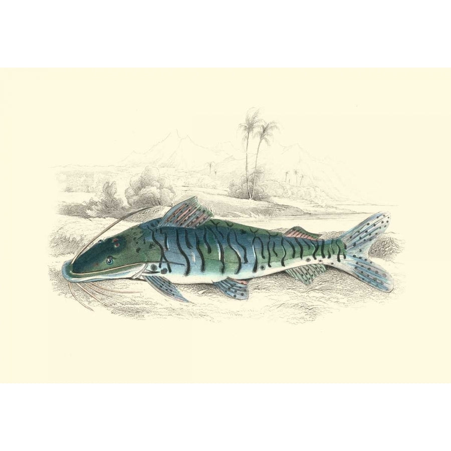 Lizars Game Fish II Poster Print - W.H. Lizars-VARPDX49475D Image 1