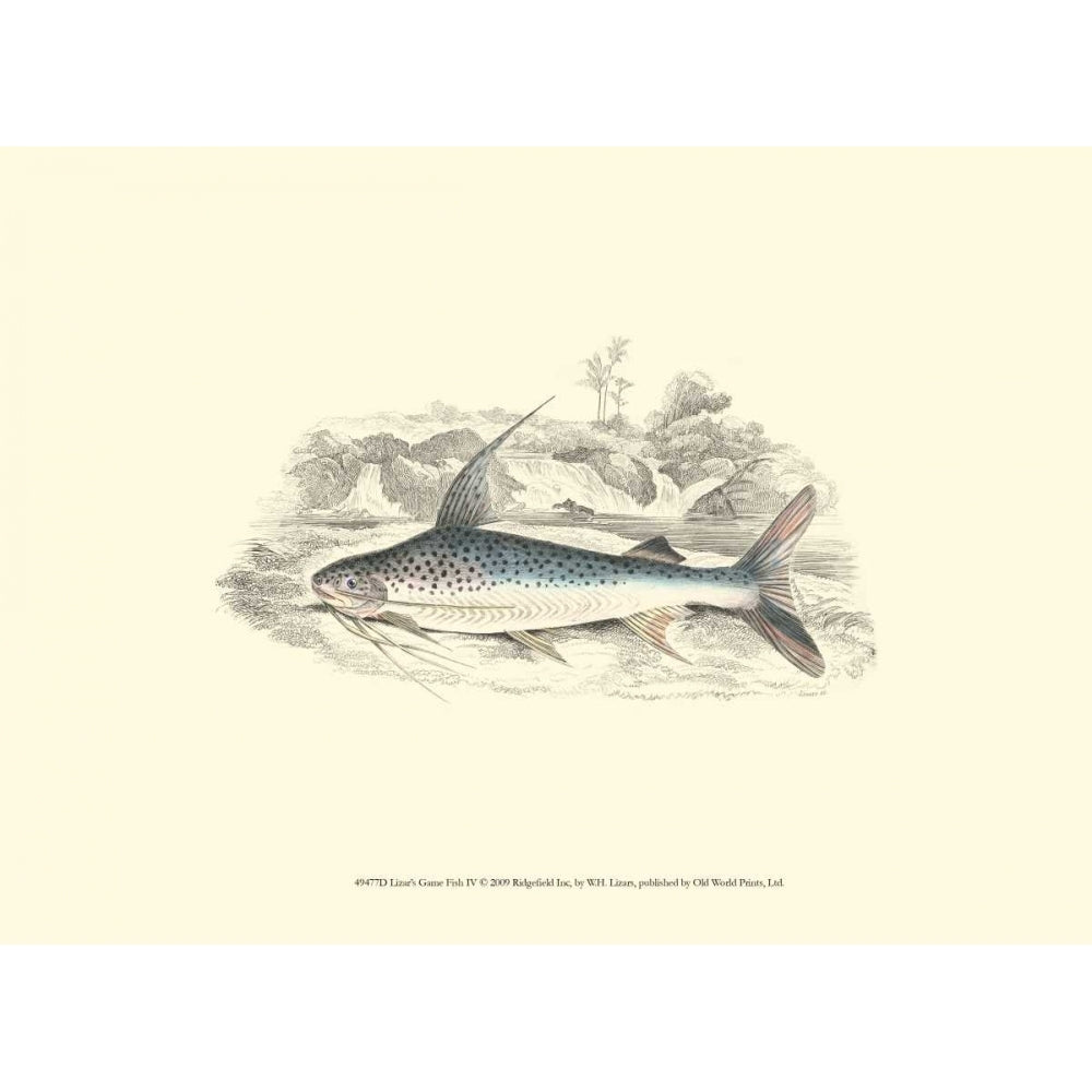 Lizars Game Fish IV Poster Print - W.H. Lizars-VARPDX49477D Image 1