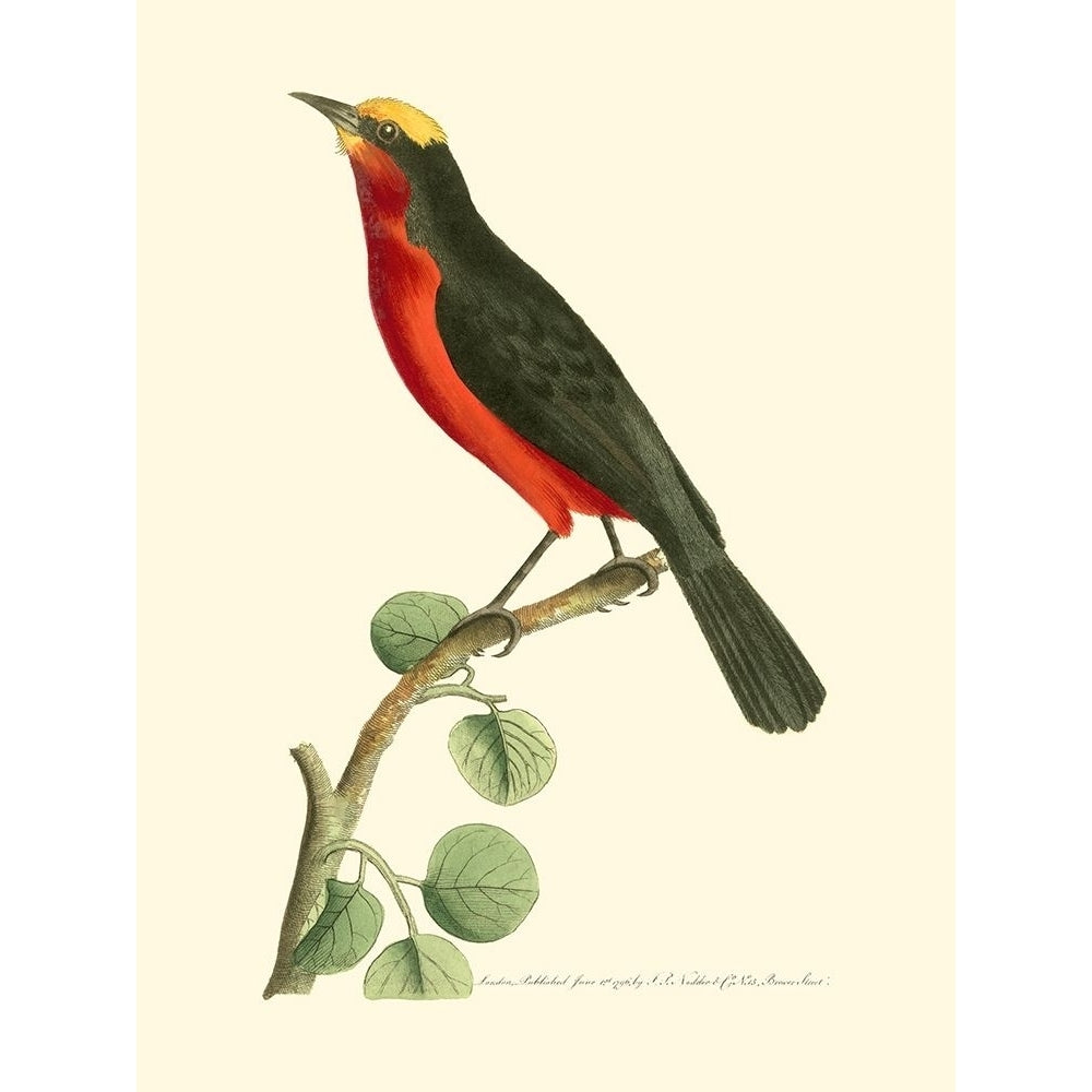 Crimson Birds II Poster Print - Frederick P. Nodder-VARPDX49614D Image 1