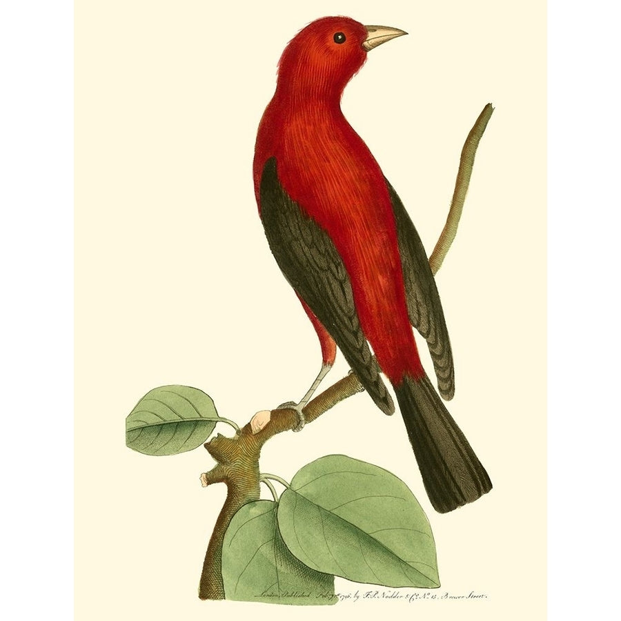 Crimson Birds III Poster Print - Frederick P. Nodder-VARPDX49615D Image 1