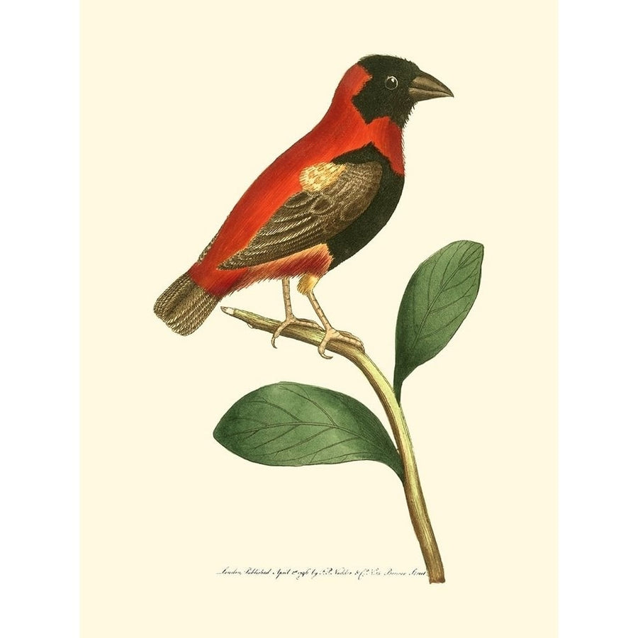 Crimson Birds I Poster Print - Frederick P. Nodder-VARPDX49613D Image 1