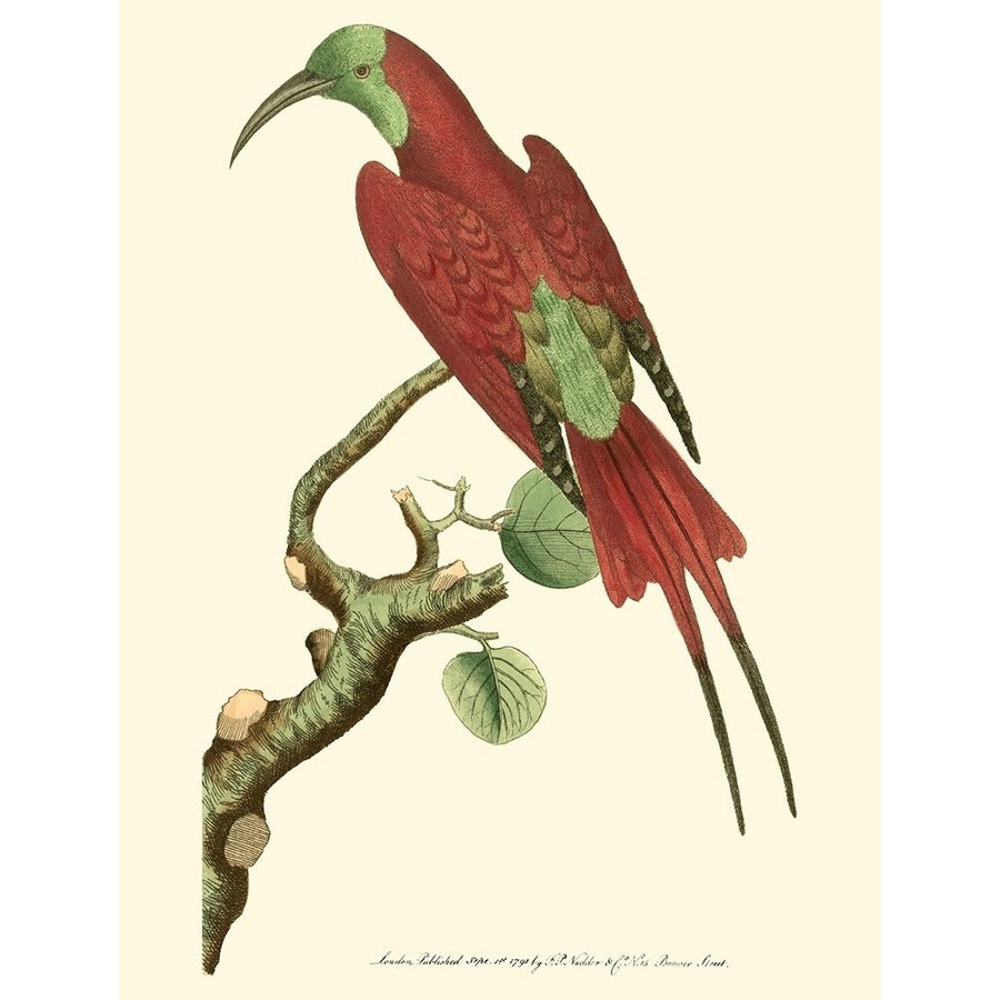 Crimson Birds IV Poster Print - Frederick P. Nodder-VARPDX49616D Image 1