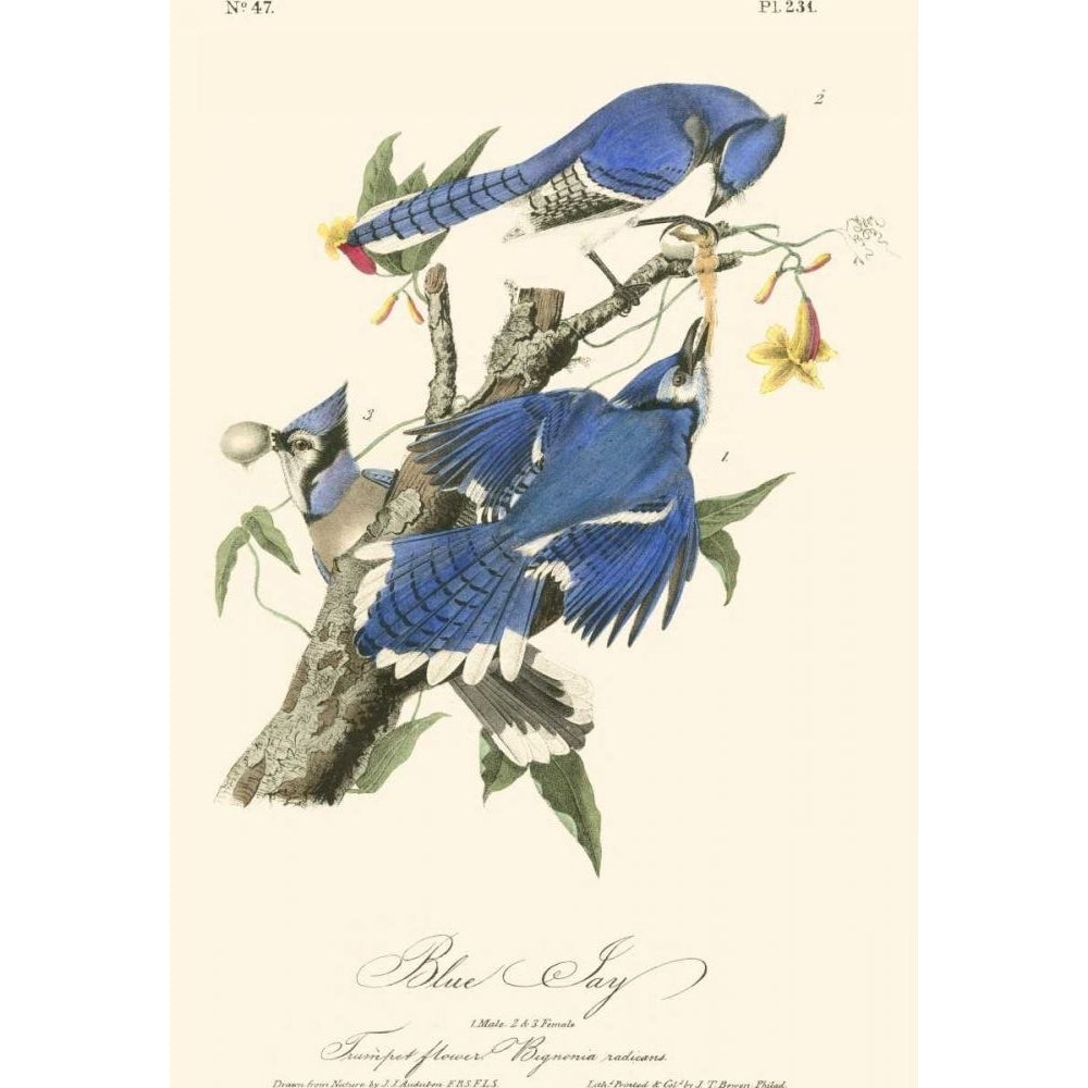 Audubon Blue Jays Poster Print - John James Audubon-VARPDX49626D Image 1