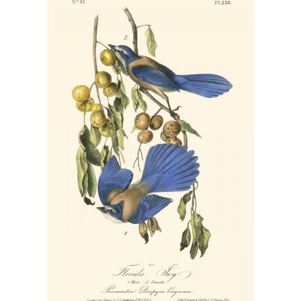 Audubon Florida Jays Poster Print - John James Audubon-VARPDX49627D Image 1