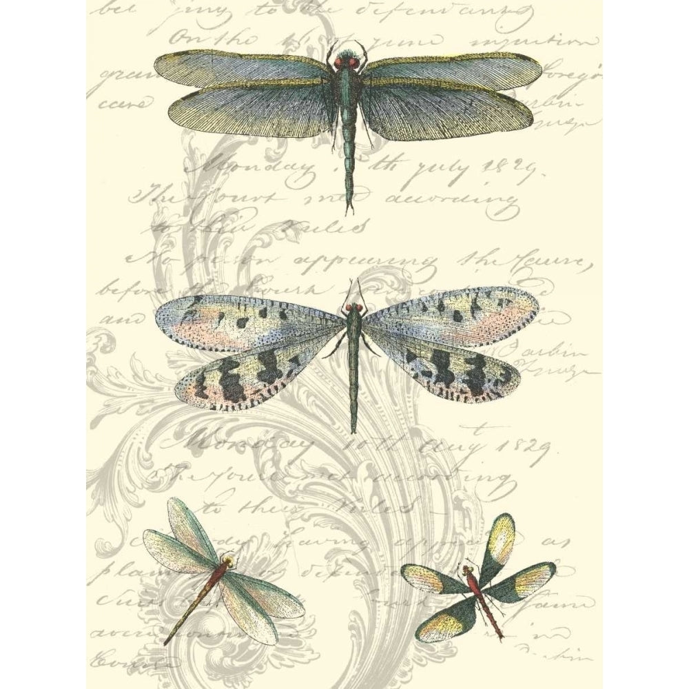 Dragonfly Delight II Poster Print - Studio Vision-VARPDX49635D Image 1