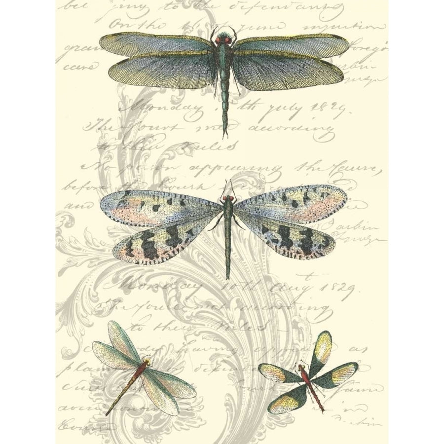 Dragonfly Delight II Poster Print - Studio Vision-VARPDX49635D Image 1