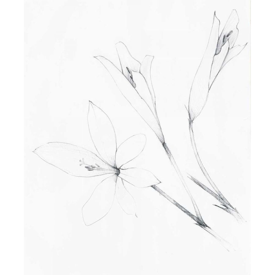 Graphite Floral IV by Avery Tillmon-VARPDX49678 Image 1